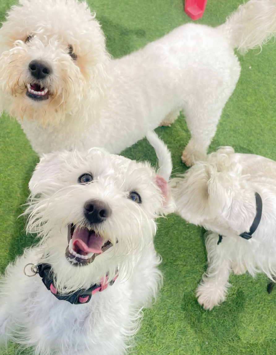 Socialización en perros pequeños