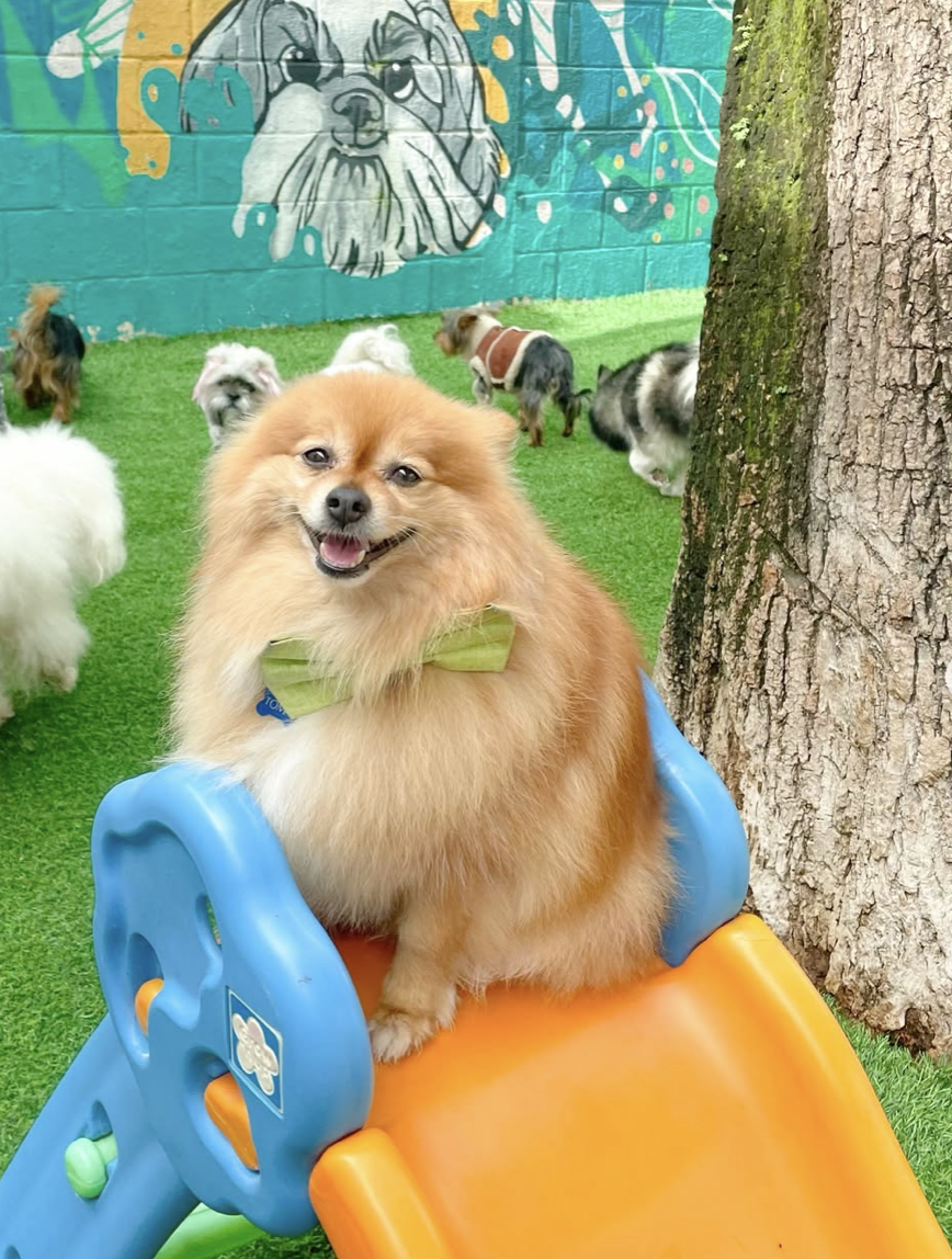 Daycare diurno WUF