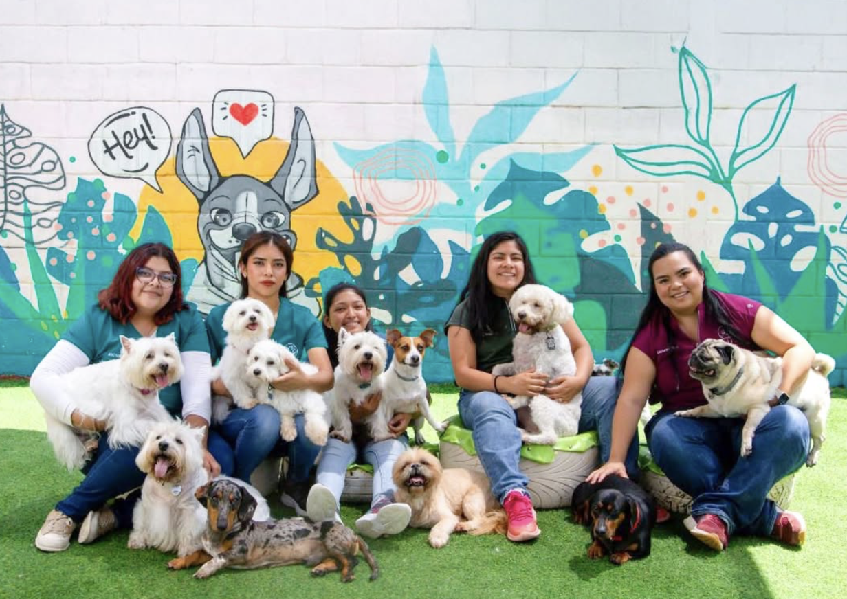 Equipo completo WUF Doggy Daycare