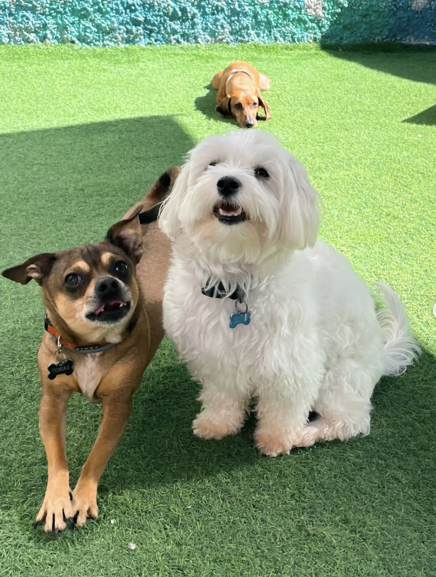Perros en daycare WUF