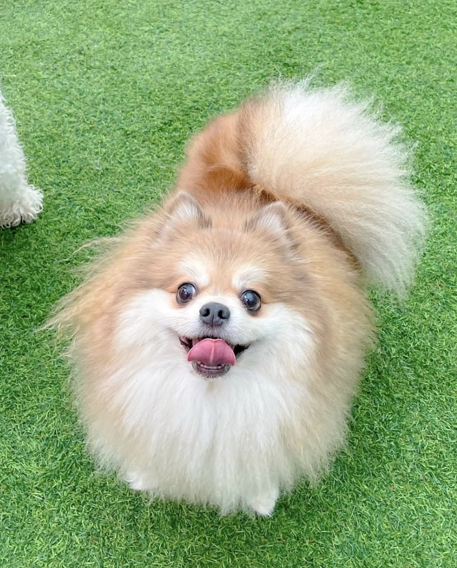Grooming especializado WUF